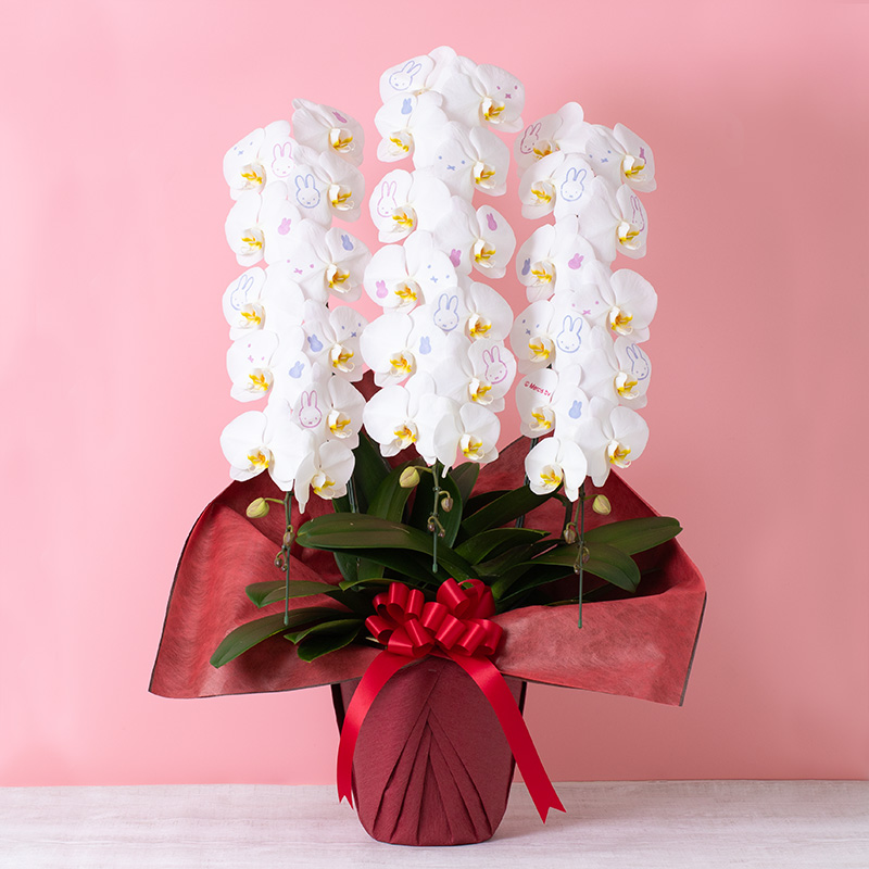 【直送商品E】Flower Miffy 大輪化粧蘭 3本立 おかお