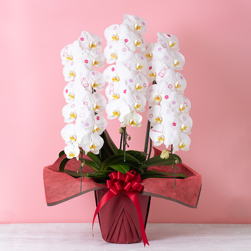 【直送商品E】Flower Miffy 大輪化粧蘭 3本立 お花ちらし