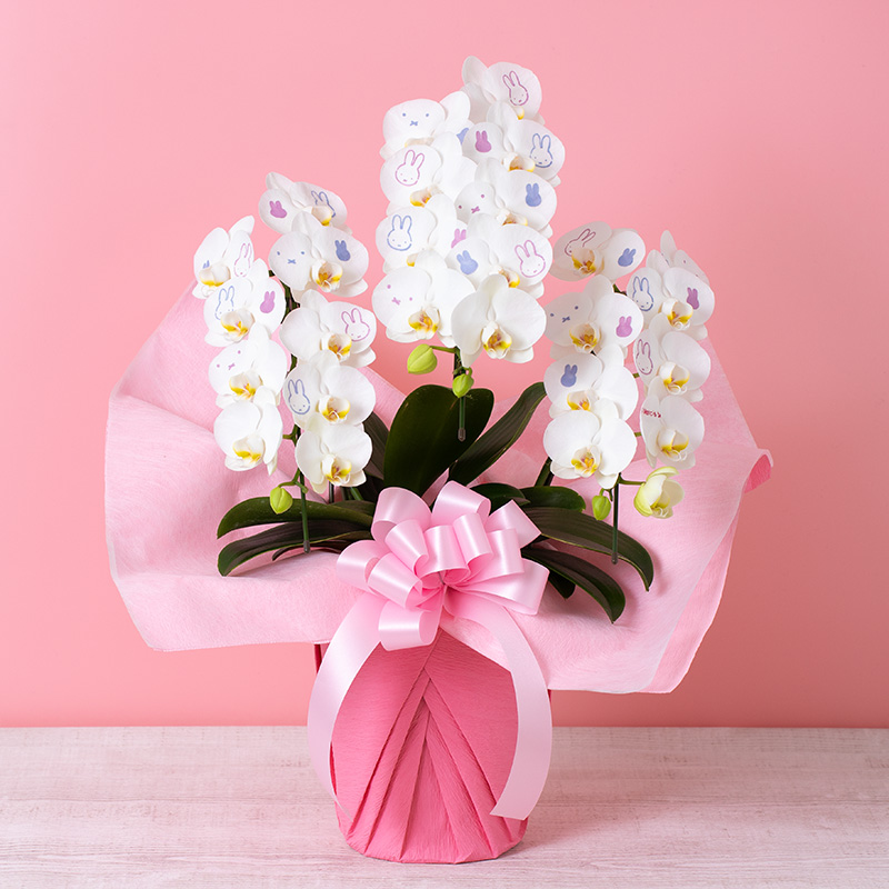 【直送商品E】Flower Miffy ミディ化粧蘭 3本立 おかお