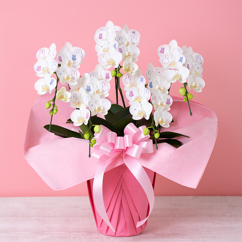【直送商品E】Flower Miffy ミディ化粧蘭 5本立 おかお